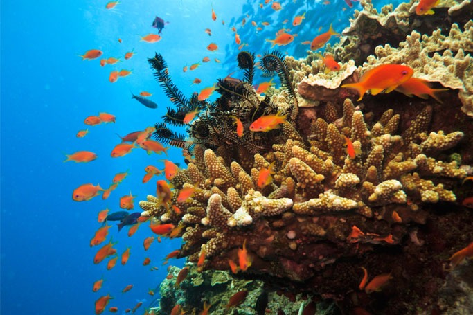 Great Barrier Reef, Australia Great Barrier Reef, Australia