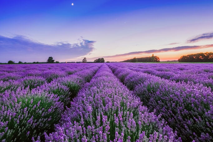 Lavender Fields, France Lavender Fields, France