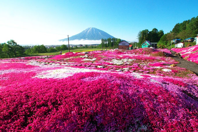 Shibazakura Hill, Japan Shibazakura Hill, Japan