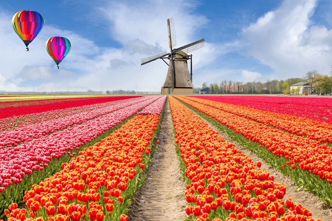 Tulip Fields, Netherland Tulip Fields, Netherland